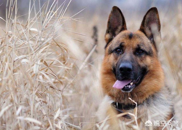 罗威纳犬图片:罗威纳和德牧哪种更适合作家庭宠物犬？