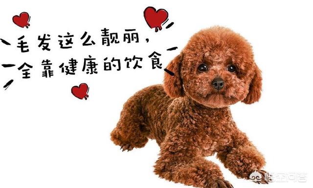 犬爱:对于爱狗人士无底线爱狗，你有什么看法？ 犬爱主题曲