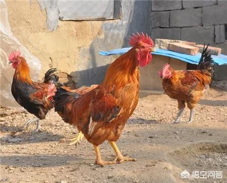 为什么农村看见公鸡啄人都说鸡吃了“雷公虫”呢？