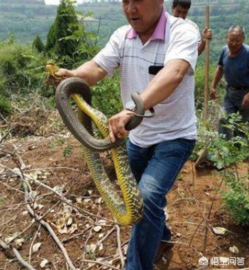 踏笼捕伯劳鸟视频:十几年前农村捕蛇不可缺少的三样工具你们知道是什么吗？ 踏笼抓伯劳鸟视频