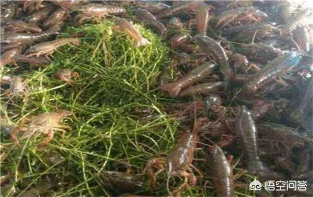 养鳌虾要放多深的水:请问现在这个季节，龙虾池中水位保持在多少合适？谢谢？