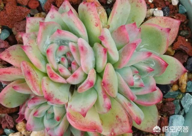 花土里加火山石:轻石与植金石相比，哪个用来养兰花比较好？