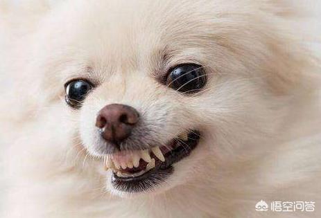 头条问答 大型犬和小型犬哪个更凶 我和宠物的故事的回答 0赞