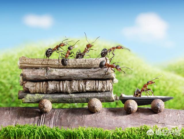 头条问答 - 蚂蚁搬家真的是因为要下雨了吗?(7个回答)