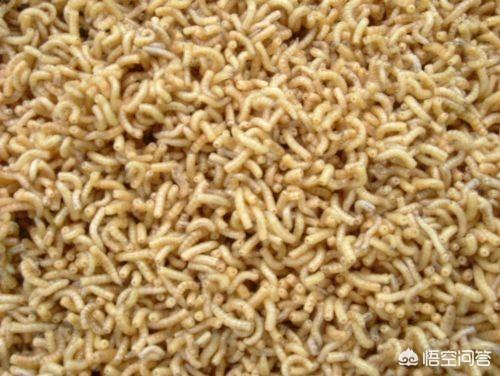 鼻子肤蝇蛆:蝇蛆和蚯蚓能不能同时放在一个棚里养殖？
