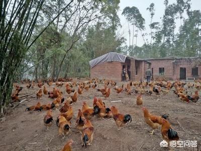 犬饲先生养狗记hd高清:农村为什么说“穷养鸡，富养猪”？有什么道理？