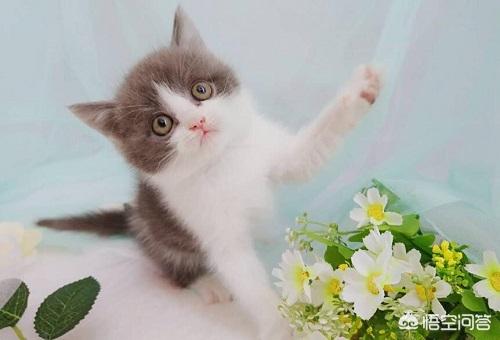 包子脸猫价格:发腮的猫品种，包子脸的猫有哪些呢？