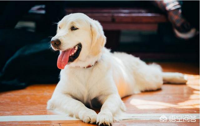 适合女生饲养的伴侣犬:哪些狗狗最适合人喂养呢？