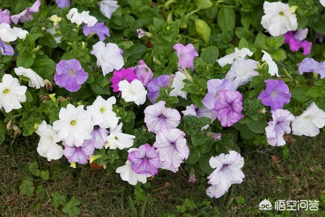 蓝花鼠尾草的繁殖方法:六月份播种子的有哪些花？