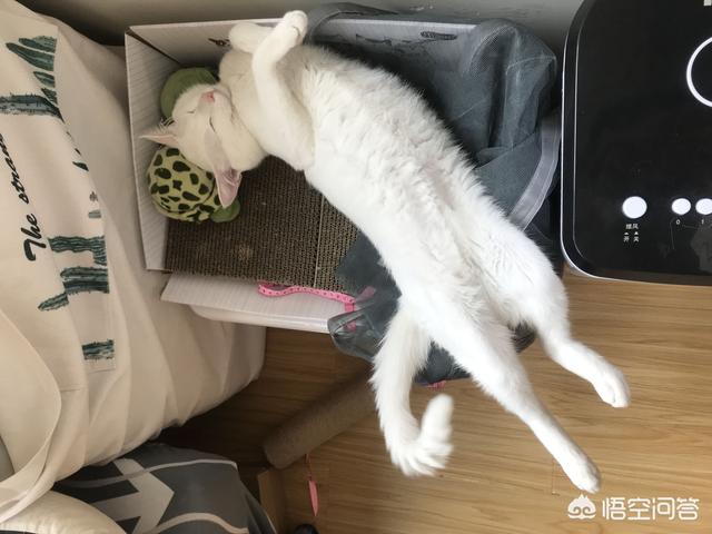 萌猫猫图片:你家喵的哪个动作最能萌到你？