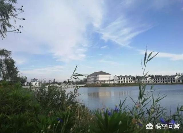 室外苍蝇太多怎么消灭最好:农村院子里苍蝇很多，怎么长期驱逐？或者消灭？