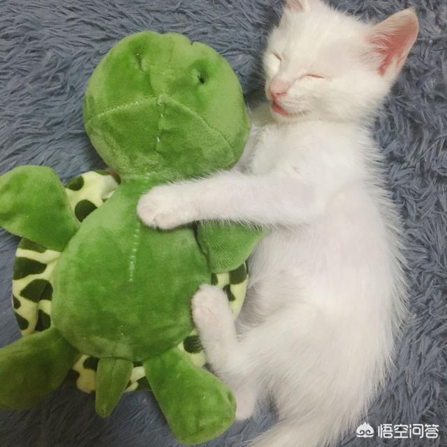 萌猫猫图片:你家喵的哪个动作最能萌到你？