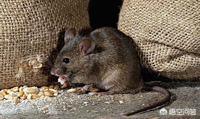 老鼠吃过的苹果我吃了,昨天刚在农村集市买的水果就被老鼠啃了,请问