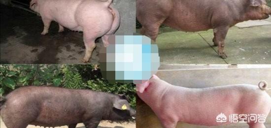 微型猪养殖:一般养殖场，仔猪从断奶长到120公斤需要多久？需要吃多少料？