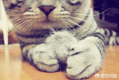 猫咪吃水果:猫吃什么食物化毛，吃水果可以吗？