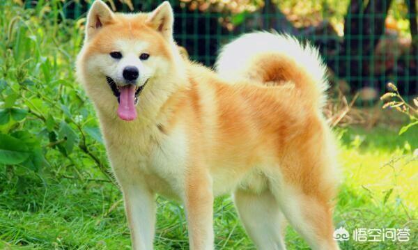 日本土佐犬打架:日本的秋田犬可以打得过土佐犬吗？为什么？ 日本土佐犬打架视频