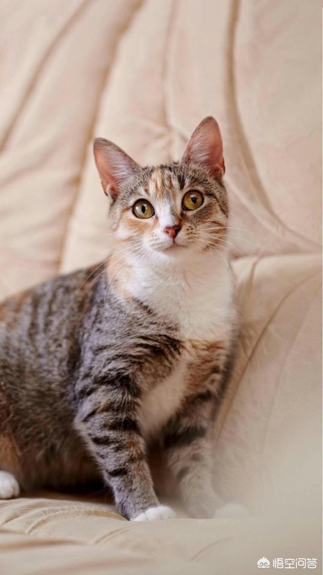 巧克力猫:怎么告诉猫咪它不能吃巧克力？