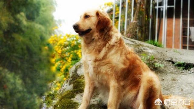 金毛犬性格缺点:金毛这么完美的狗狗也有缺点吗？有哪些缺点呢？