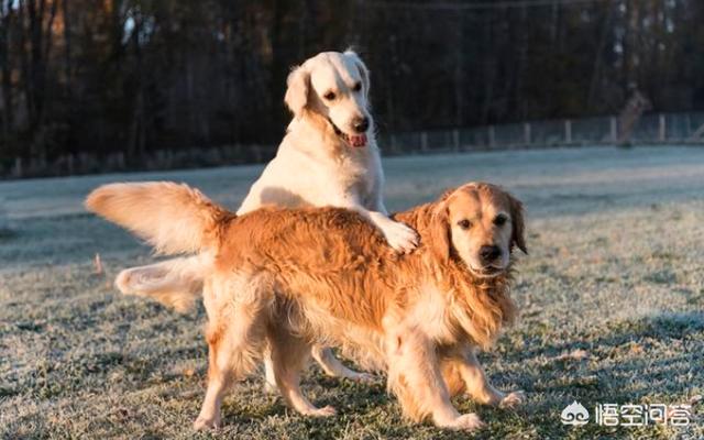 金毛犬性格缺点:金毛这么完美的狗狗也有缺点吗？有哪些缺点呢？