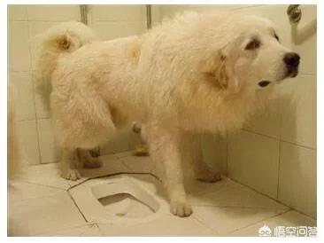 怎么训练狗狗大小便:请问怎样可以教会泰迪去厕所大小便？