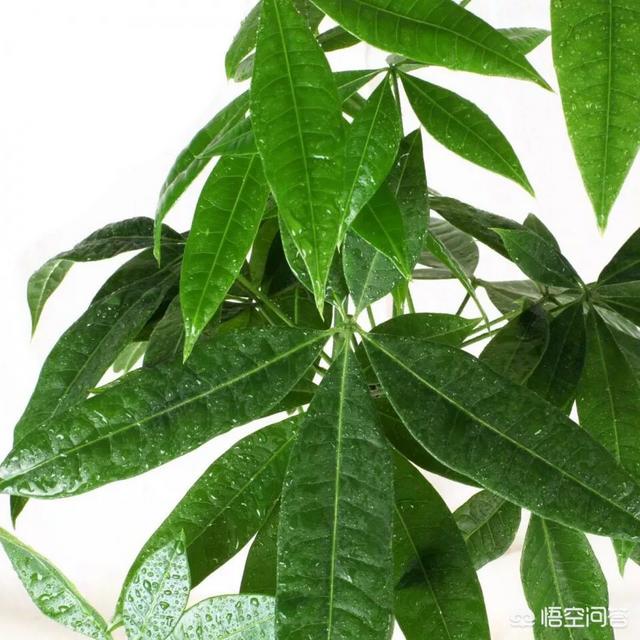 盆景发财树怎么养才长得好:发财树应该怎样浇水，能够养到第三年？