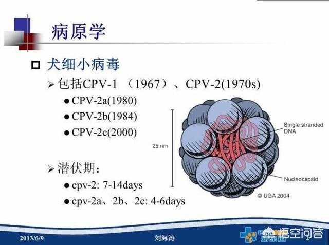 细小病毒的治疗:如果狗狗得了犬细小病，犬瘟之类的烈性传染病，你会怎么办？