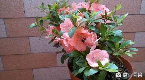 食用杜鹃花是否有毒:杜鹃花叶子上卷开始焦干怎么回事？
