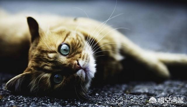 头条问答- 猫老是舔胸脯都舔红啦，老是湿乎乎的就像出汗一样是怎么回事 