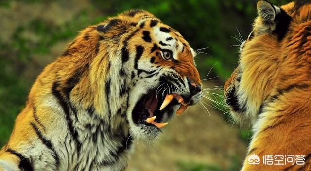 山地大猩猩之:山地大猩猩之母 银背大猩猩打不过花豹是谣言吗？