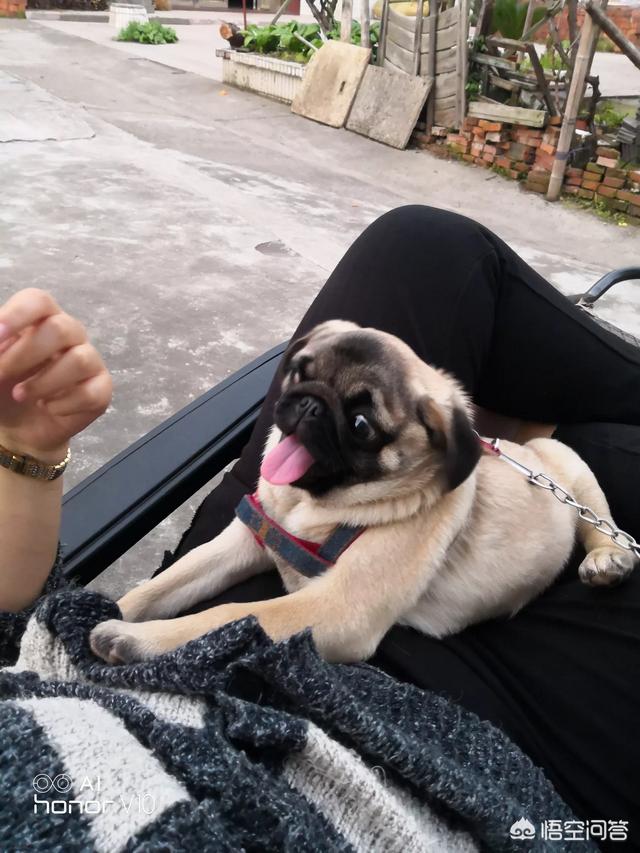 成都巴哥犬吧:你觉得巴哥犬养公的好还是养母的好？为什么呢？