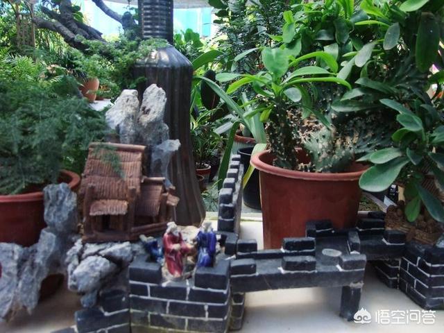 头条问答 请问想在三亚买绿植去哪里买 2个回答