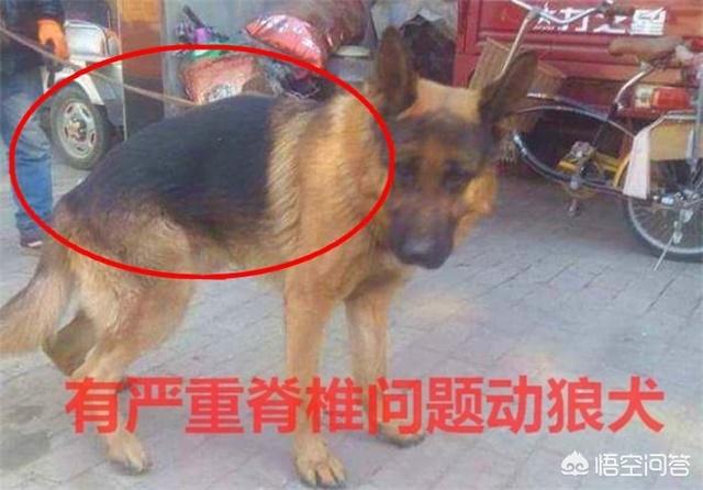 罗德西亚脊背犬智商:犬按被毛特征可分为哪几类？