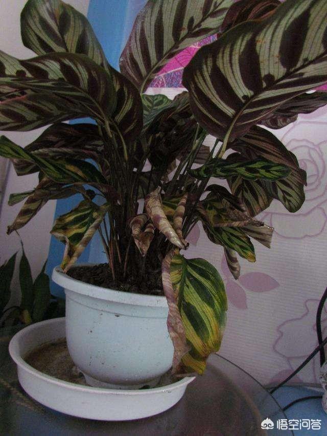 孔雀竹芋 价格:孔雀竹芋叶子干边是怎么回事？