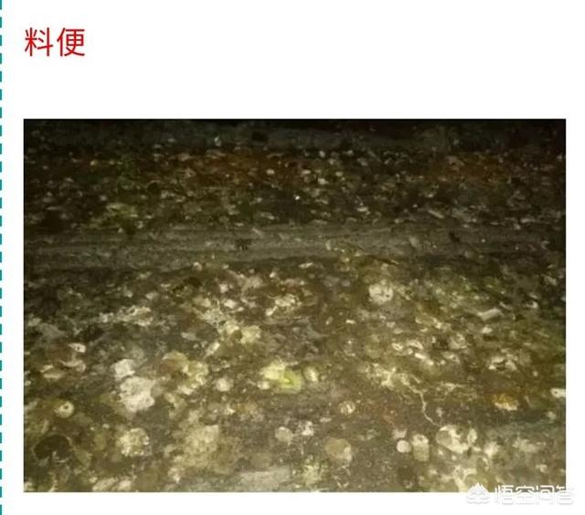 动物消化系统常见疾病案例:消化系统常见疾病的诊治答案 进入鸡腺胃炎的高发季，如何做好疾病控制和预防？