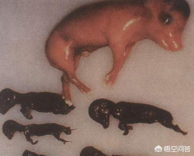 要是死胎有什么症状:胎死腹中孕妇有什么症状 母猪下的死小猪还发黑是什么病？