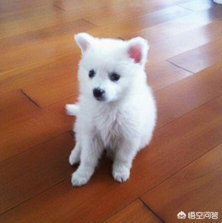 儋州宠物狗价格大全:宠物狗的价格大全 我想买一只小狐狸狗，请问大约需要多少钱呀？