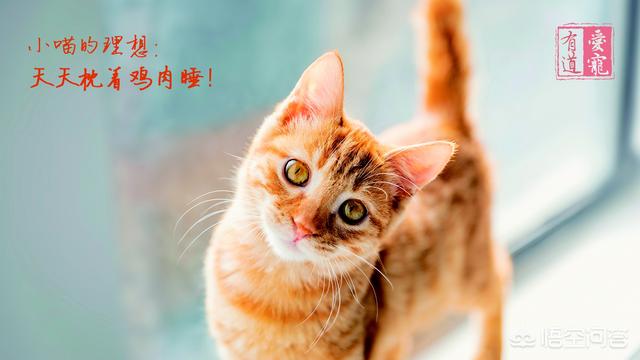 明教圣猫养育资格:自制冻干猫零食，如何自制猫冻干？