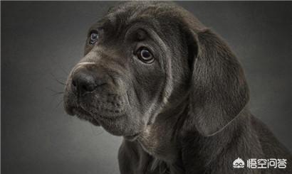 训练乖巧的波尔多犬图片:你心目中乖巧的泰迪犬是怎么样的？