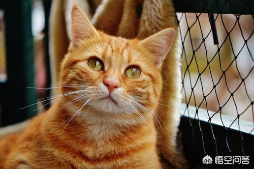猫鼻支试纸多少钱一个:猫鼻支试纸阳性就是猫鼻支吗？