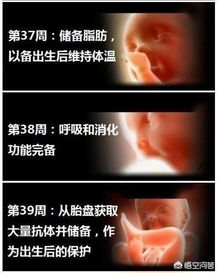 男子活剖孕狗拍视频截图:孕32周能剖腹产吗？什么情况适合剖腹产？