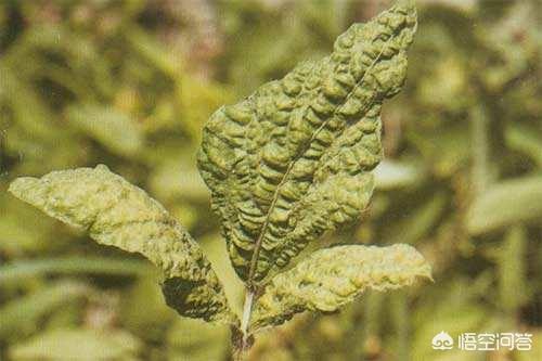 头条问答 大豆花叶病毒病有植物癌症之称 该如何进行科学的防御 5个回答