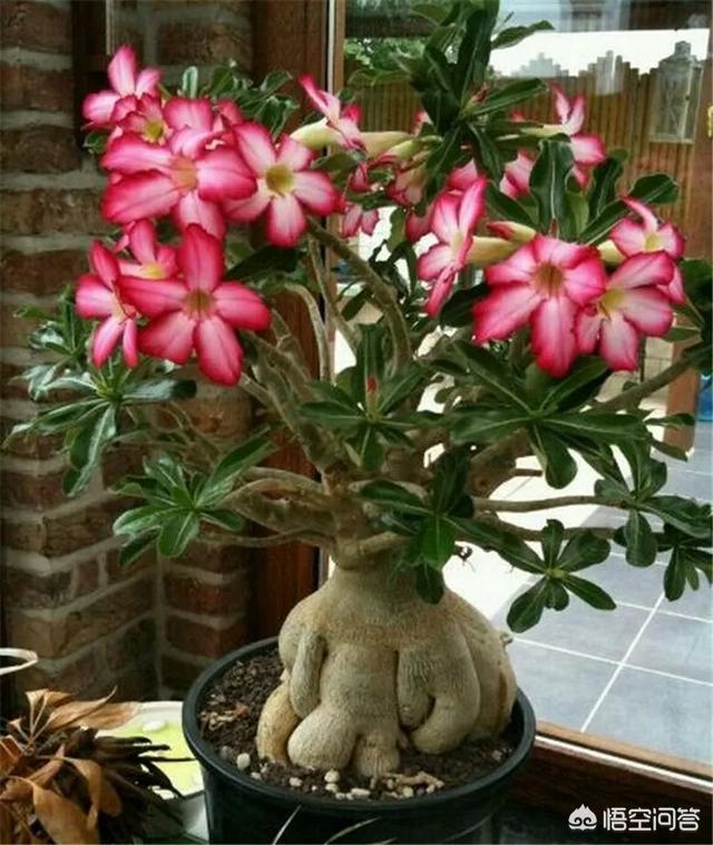 黄刺玫的养护方式:沙漠玫瑰如何养护？夏季砍头扦插能活吗？