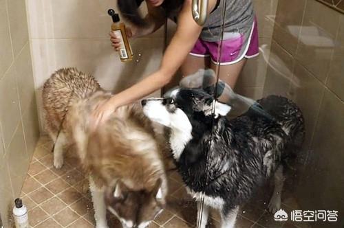 狗毛:怎么才能让狗毛看起来很光滑很亮？