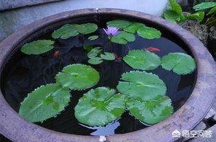 花卉睡莲的养殖方法:植物睡莲的养殖方法 盆栽的睡莲夏季应该怎么养护？为什么总是焦叶边？