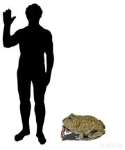 食蛇蛙:有牙齿，咬合力超过狼的魔鬼蛙，能猎杀恐龙吗？