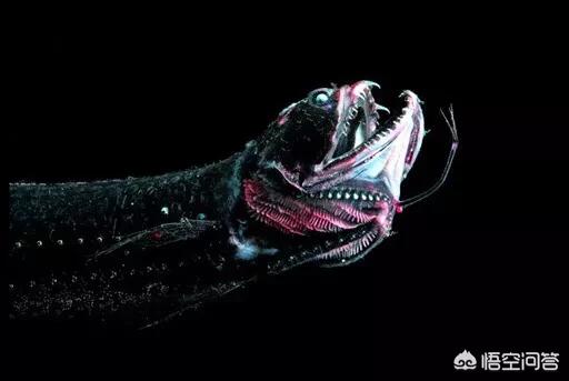 鳗鱼尾巴壮阳，马里亚纳海沟8000米以下，究竟有哪些生物能够生存下来