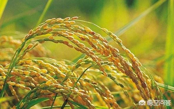 水里红线虫:红白线虫、鼻涕虫，能对水稻造成危害吗？该如何防治？