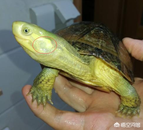乌龟为什么能活那么久:乌龟不运动为啥能活那么长，乌龟有耳朵吗？