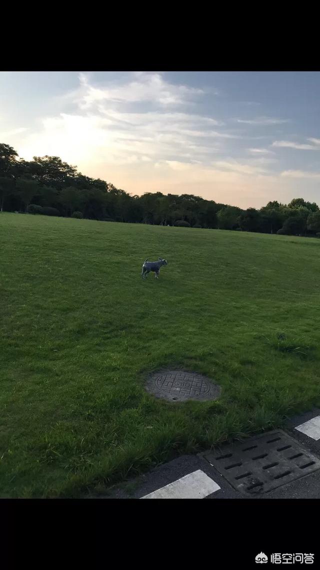 如何训练边境牧羊犬视频:八个月大的边牧怎么训练？