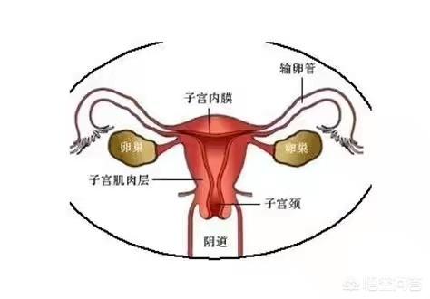 为什么能摸到宫颈长长的,为什么有时候能摸到宫颈